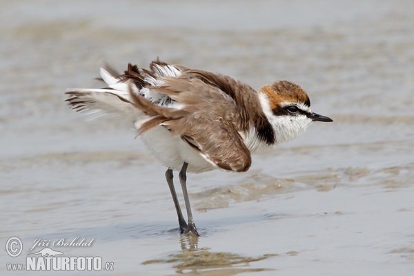 Kulík morský (Charadrius alexandrinus)