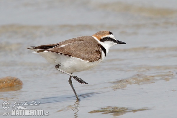 Kulík morský (Charadrius alexandrinus)