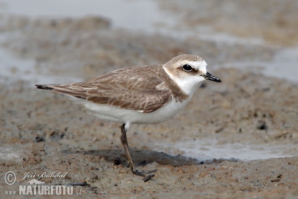 Kulík mořský (Charadrius alexandrinus)