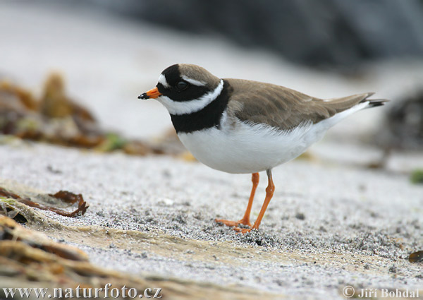 Kulík piesočný (Charadrius hiaticula)