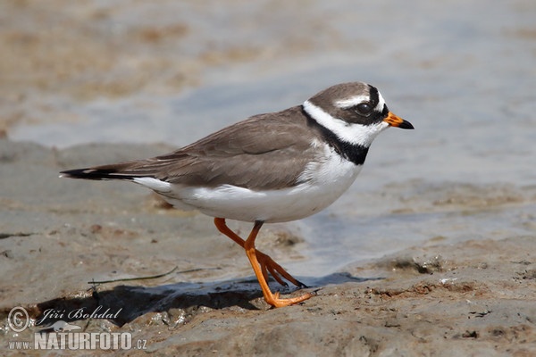 Kulík piesočný (Charadrius hiaticula)