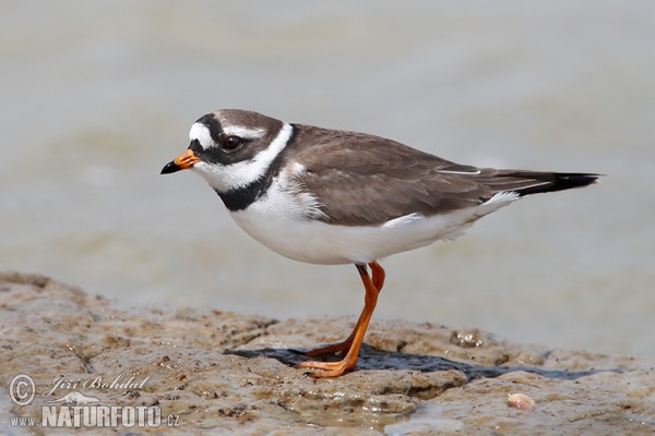 Kulík piesočný (Charadrius hiaticula)