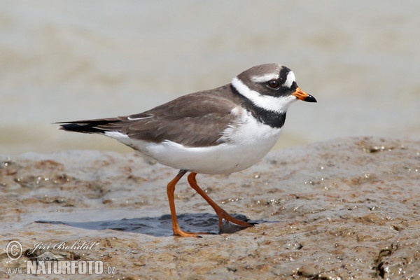 Kulík piesočný (Charadrius hiaticula)