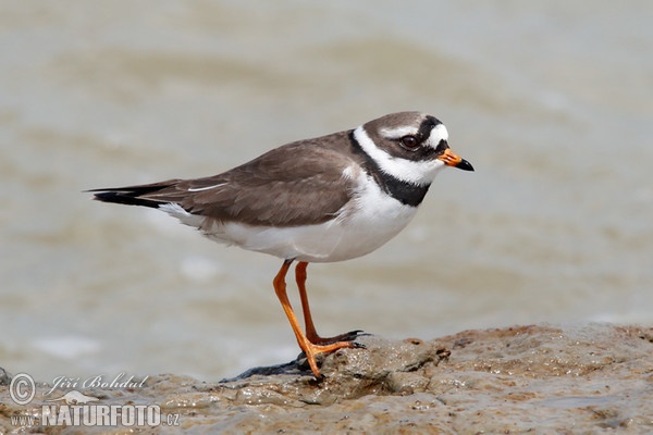 Kulík piesočný (Charadrius hiaticula)