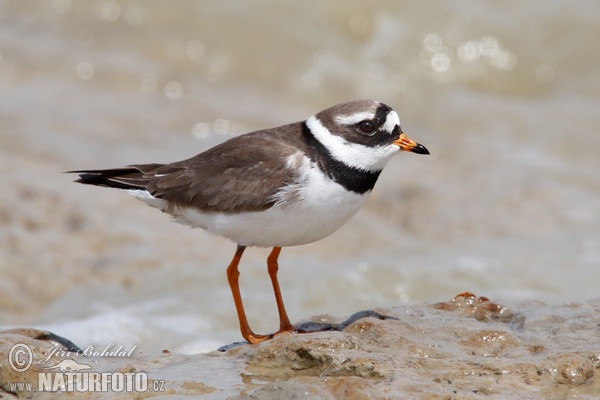 Kulík piesočný (Charadrius hiaticula)