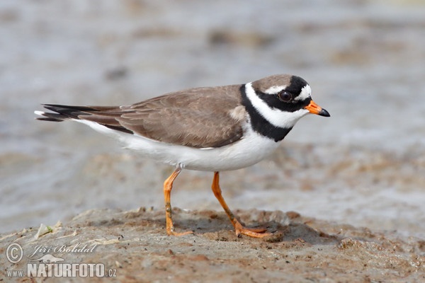 Kulík piesočný (Charadrius hiaticula)