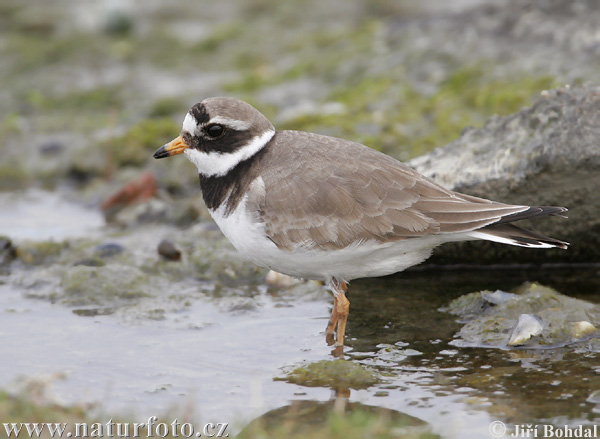 Kulík piesočný (Charadrius hiaticula)