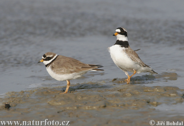 Kulík piesočný (Charadrius hiaticula)