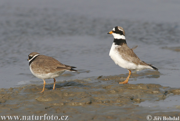 Kulík piesočný (Charadrius hiaticula)