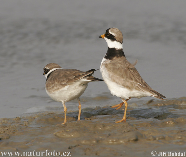 Kulík piesočný (Charadrius hiaticula)