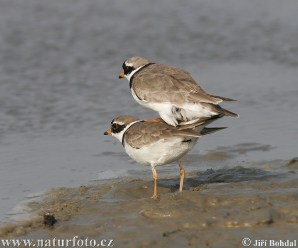 Kulík piesočný (Charadrius hiaticula)