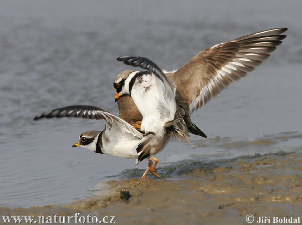 Kulík piesočný (Charadrius hiaticula)