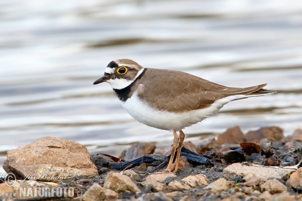 Kulík říční (Charadrius dubius)