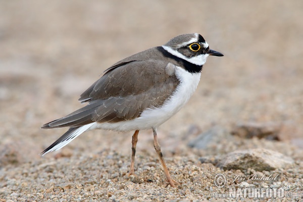 Kulík říční (Charadrius dubius)