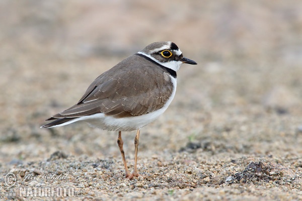 Kulík říční (Charadrius dubius)