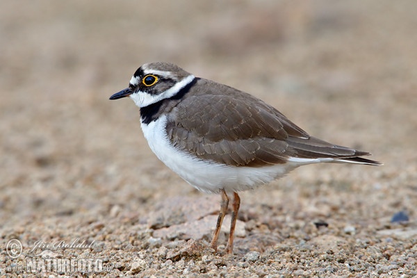 Kulík říční (Charadrius dubius)