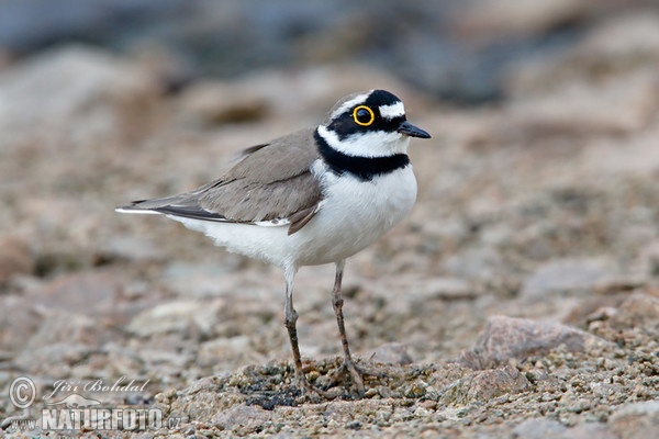 Kulík říční (Charadrius dubius)