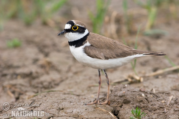 Kulík říční (Charadrius dubius)