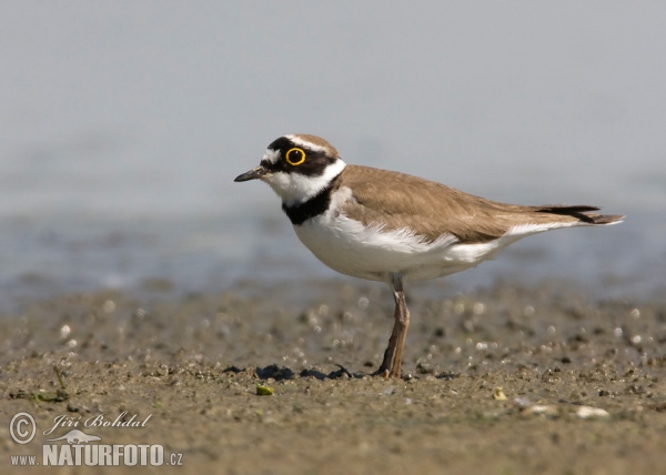 Kulík říční (Charadrius dubius)