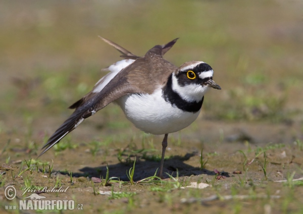 Kulík říční (Charadrius dubius)