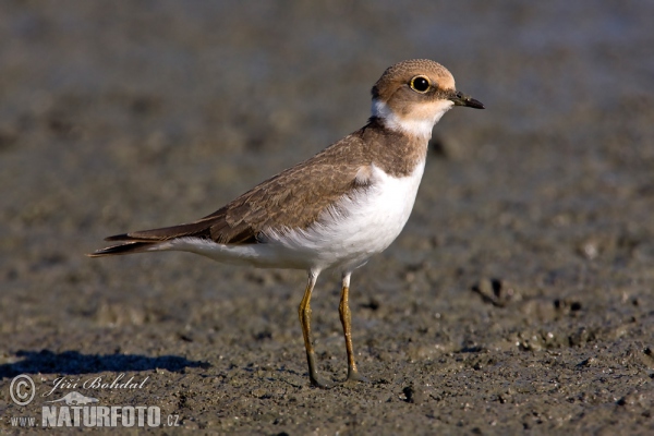 Kulík říční (Charadrius dubius)