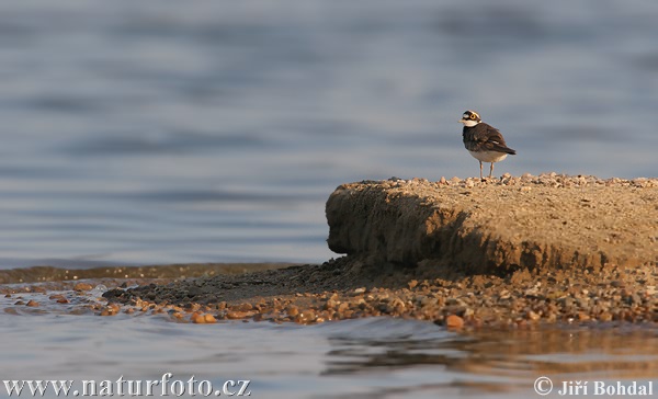 Kulík riečny (Charadrius dubius)