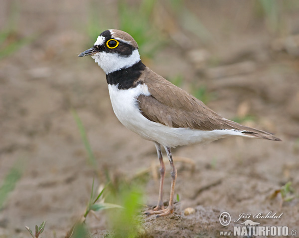 Kulík riečny (Charadrius dubius)