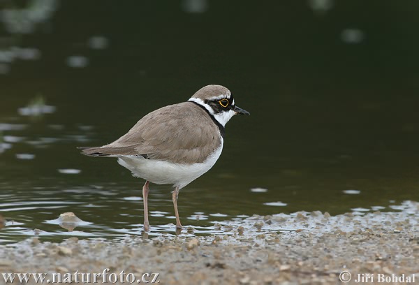 Kulík riečny (Charadrius dubius)