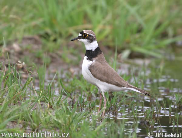 Kulík riečny (Charadrius dubius)