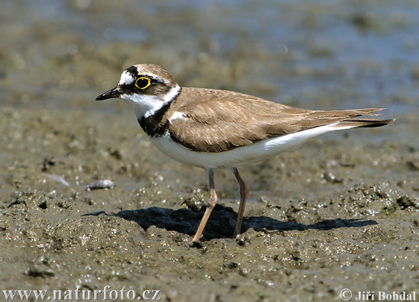 Kulík riečny (Charadrius dubius)