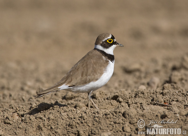 Kulík riečny (Charadrius dubius)