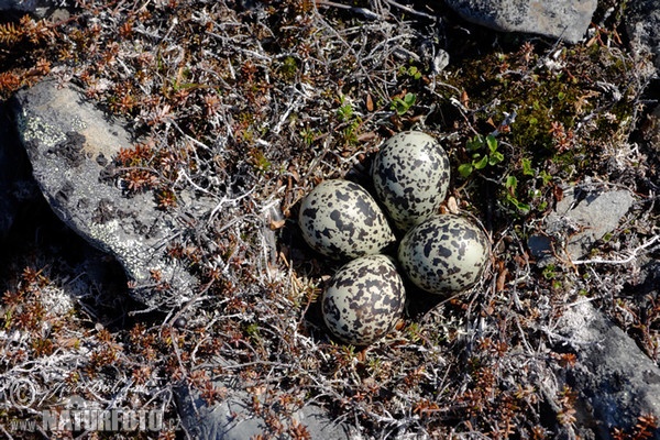 Kulík zlatý (Pluvialis apricaria)