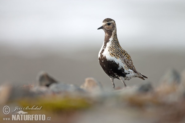 Kulík zlatý (Pluvialis apricaria)