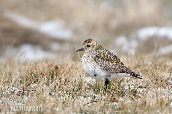 Kulík zlatý (Pluvialis apricaria)