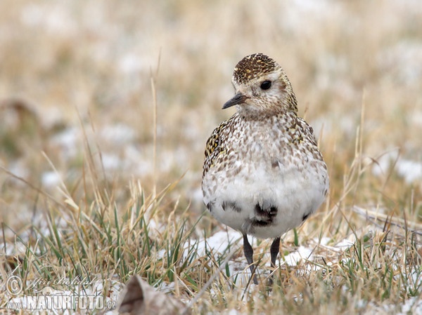 Kulík zlatý (Pluvialis apricaria)