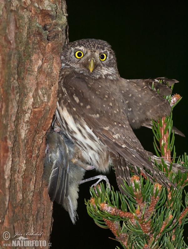 Kulíšek nejmenší (Glaucidium passerinum)