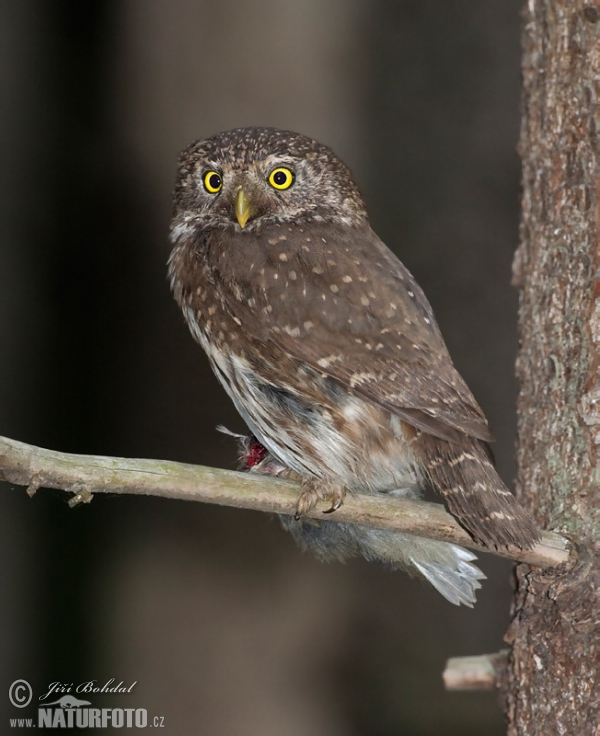 Kulíšek nejmenší (Glaucidium passerinum)