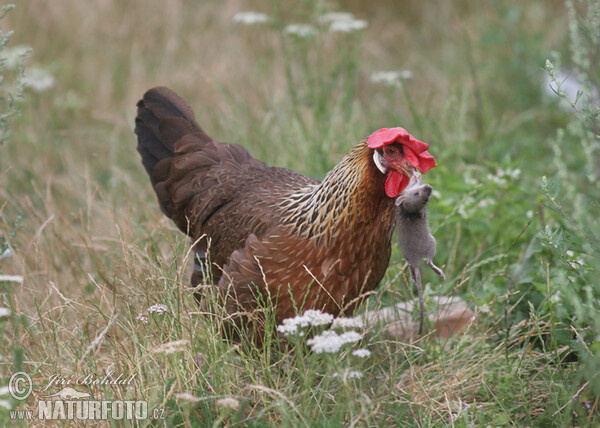 Kur domácí (Gallus domesticus)