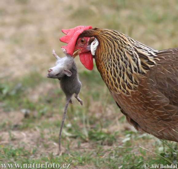 Kura domáca (Gallus domesticus)