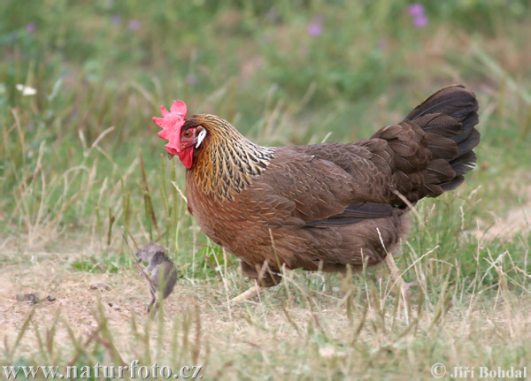 Kura domáca (Gallus domesticus)