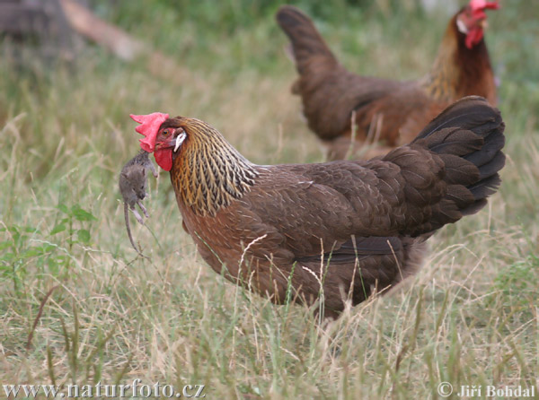 Kura domáca (Gallus domesticus)