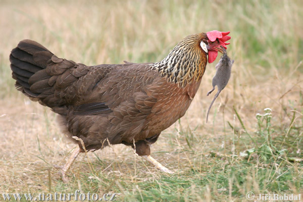 Kura domáca (Gallus domesticus)