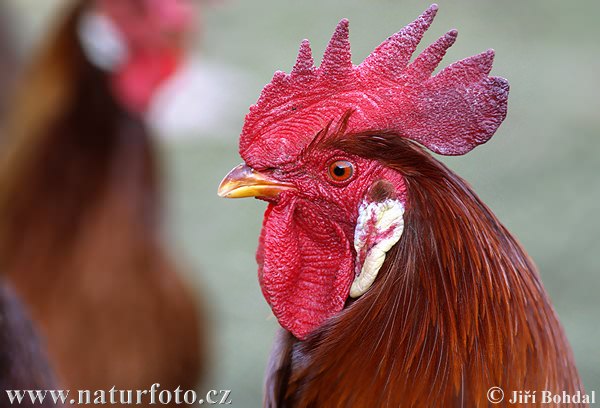 Kura domáca (Gallus domesticus)