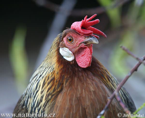 Kura domáca (Gallus domesticus)