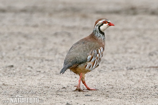 Kuropka červená (Alectoris rufa)