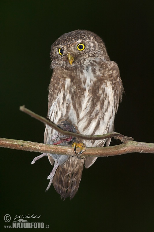 Kuvičok vrabčí (Glaucidium passerinum)