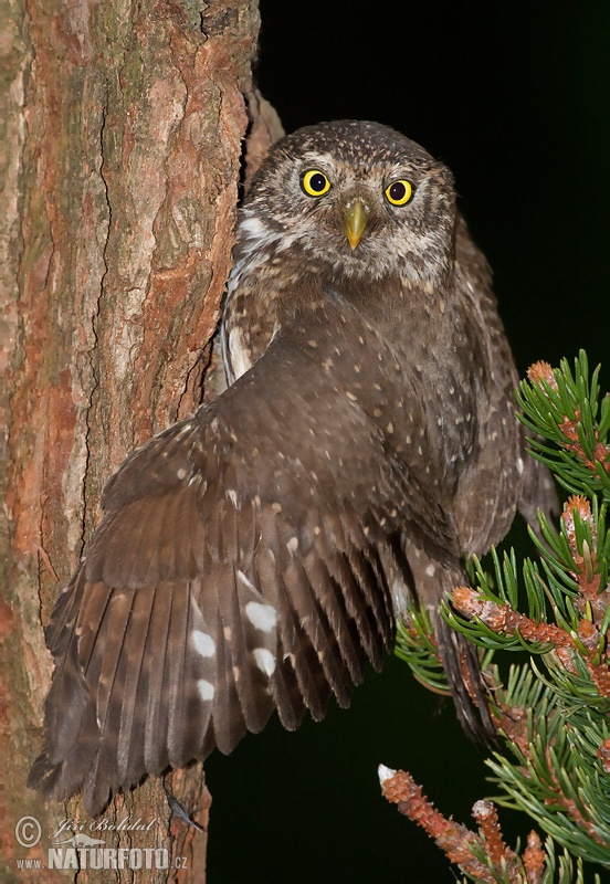 Kuvičok vrabčí (Glaucidium passerinum)