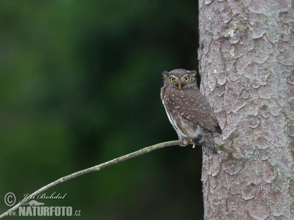 Kuvičok vrabčí (Glaucidium passerinum)