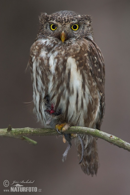 Kuvičok vrabčí (Glaucidium passerinum)