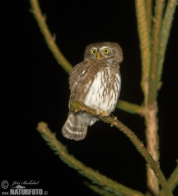 Kuvičok vrabčí (Glaucidium passerinum)